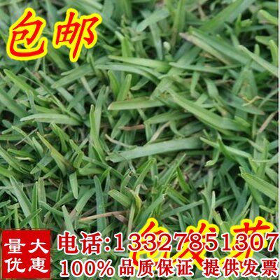 草坪种子(假俭草种子阔叶草,蜈蚣草)耐践踏 绿化护坡根系发达