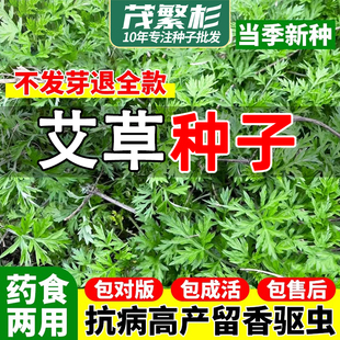 艾草种子食用药用驱蚊草艾叶种籽野生大小叶艾蒿青蒿种植四季驱蚊