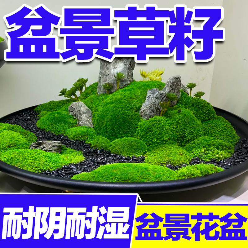 苔藓盆景草籽四季常青耐阴湿庭院盆栽造景假山珍珠草孢子粉草籽种