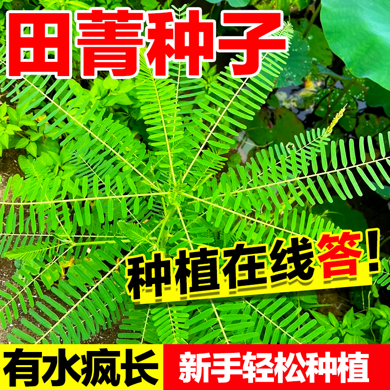 田菁种子当年新种护坡绿化