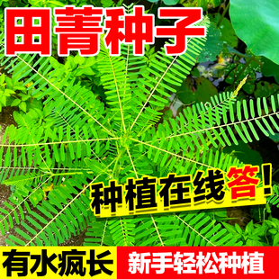 田菁种子饲用绿肥蜜源固氮耐旱耐涝反复收割草籽四季高产牧草种子
