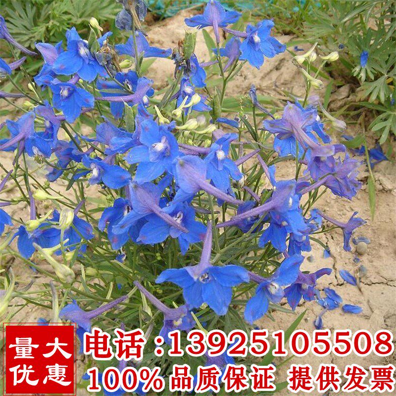 千鸟草种子 密花蓝色园林景观花海工程绿化花种子花籽