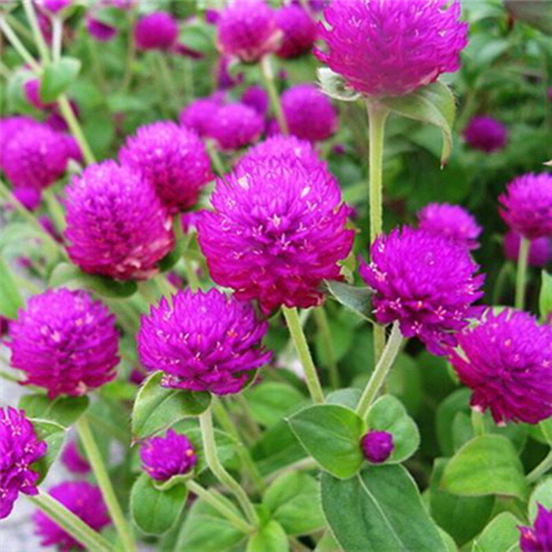 千日红紫花种籽子火球绿化花卉易活草花籽千日紫分花庭院景观种子