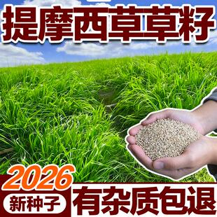 提摩西草籽牧草种子猫尾草种兔子豚鼠耐寒易种植畜禽宠物食用草籽