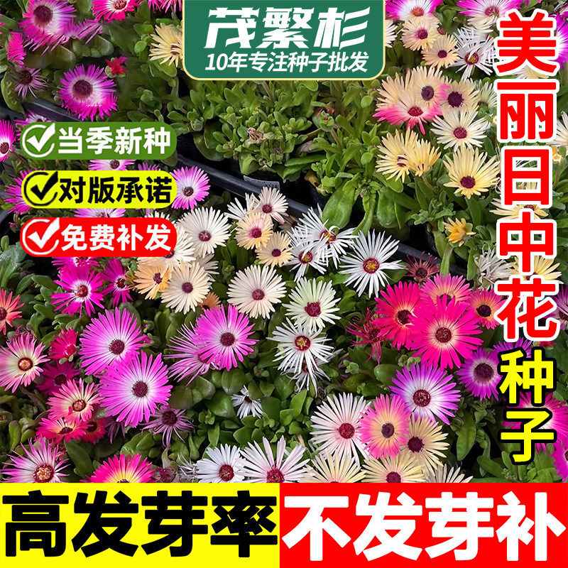 美丽日中花种子易活松叶菊种子