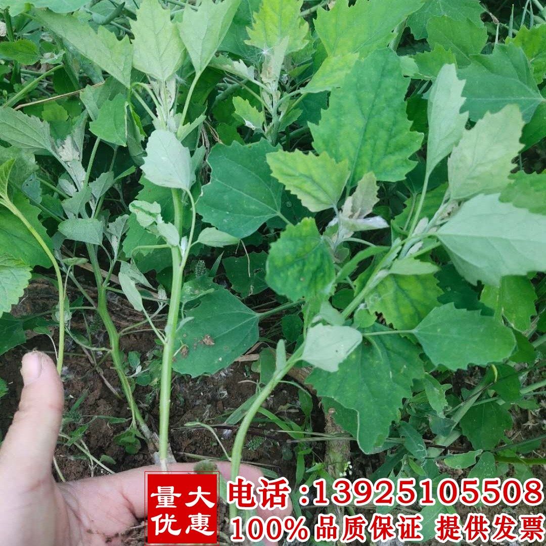 野菜种子散装 灰灰菜种子 灰藋灰菜种子野生菜籽野灰菜种子包邮