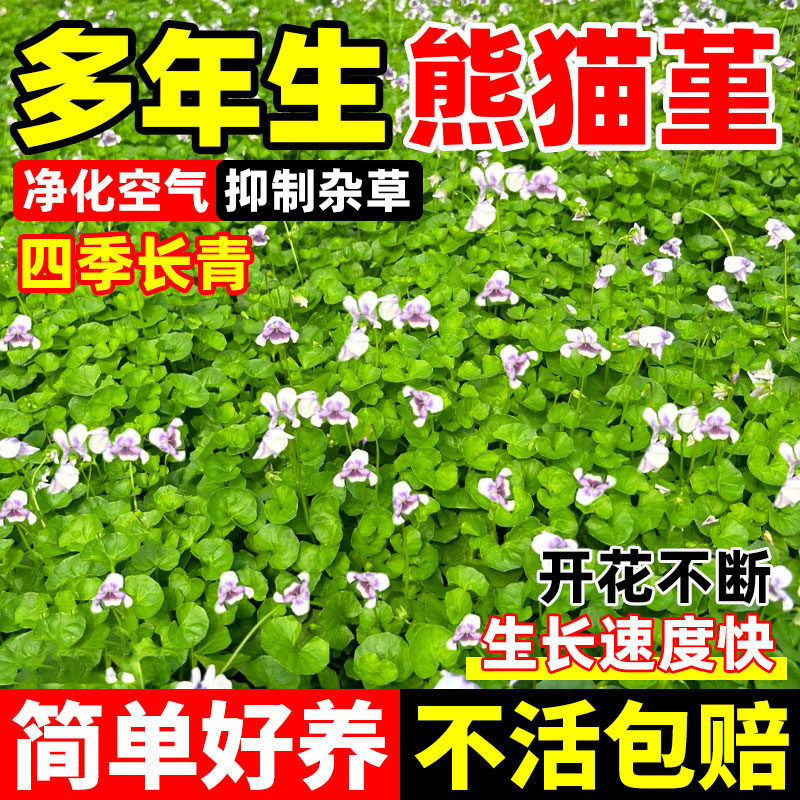 熊猫堇种子肾叶瑾花苗四季播