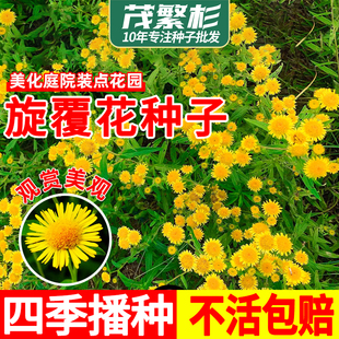 旋覆花种子草籽别名金佛花种子四季播种六月菊旋复花籽庭院易种植