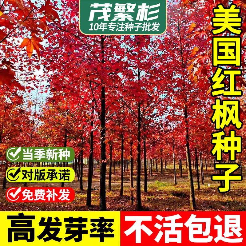 美国红枫种子庭院风景大树
