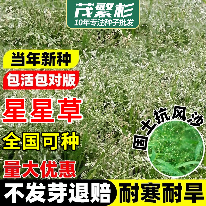 星星草种籽护坡固土多年生四季种