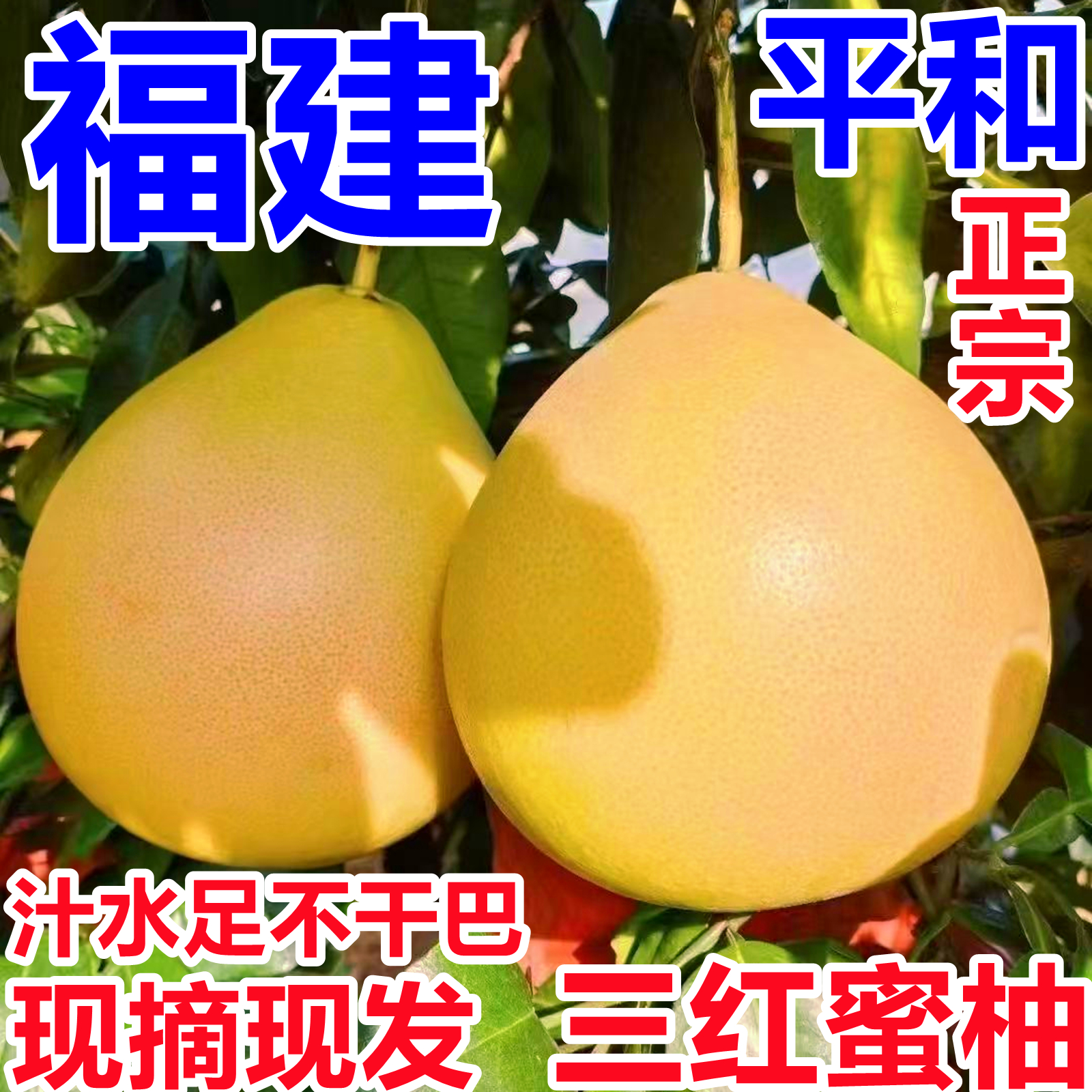 福建平和正宗三红蜜柚汁水足