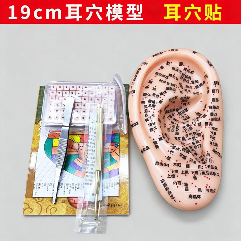 耳穴模型19cm多穴位耳部经络穴位模具教学工具