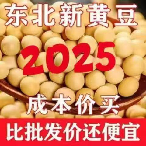 东北非转基因高蛋白豆浆专用黄豆