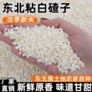 白粘玉米碴新鲜东北便宜糯米玉米渣玉米碴子去皮当季 商用食用