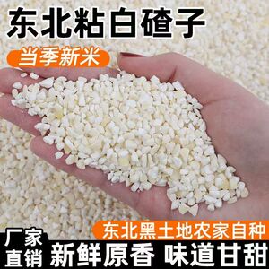 白粘玉米碴新鲜东北便宜糯米玉米渣玉米碴子去皮当季商用食用