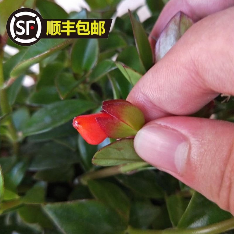 稀有红花金鱼吊兰红色金鱼花盆栽植物室内四季开r花吸甲醛桌面绿