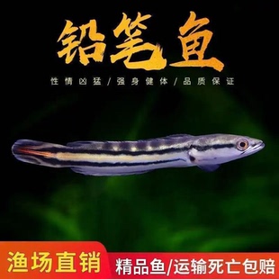 铅笔雷龙鱼多曼幼鱼苗活体淡水活鱼热带淡水观赏鱼大型凶猛肉食配