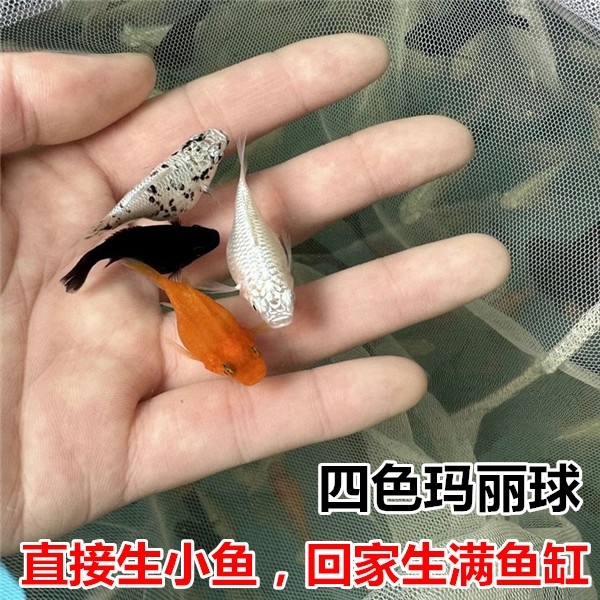 玛丽球鱼奶牛玛丽鱼胎生鱼