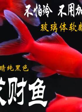 冷水血鹦鹉淡水鱼不怕冷好养耐活