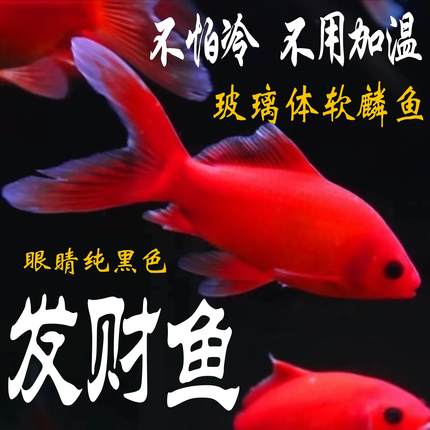 冷水血鹦鹉招财小金鱼苗红草金冷水鱼好养耐活观赏鱼锦鲤活鱼淡水