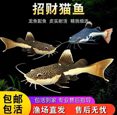 望海轩水族招财猫鱼活体观赏鱼