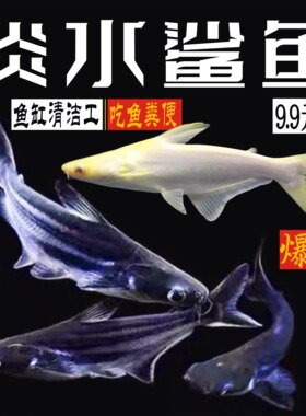 淡水鲨鱼小蓝鲨白化鲨蓝虎鲨观赏鱼热带鱼银龙配鱼套餐包邮包活