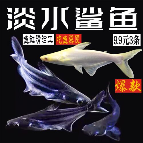 淡水鲨鱼小蓝鲨白化鲨蓝虎鲨