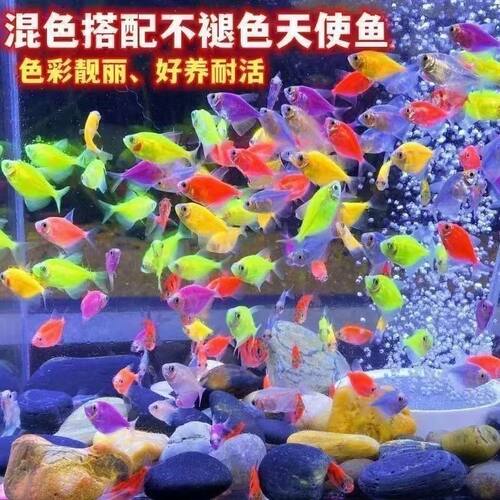 天使鱼观赏鱼斑马鱼孔雀鱼小型鱼