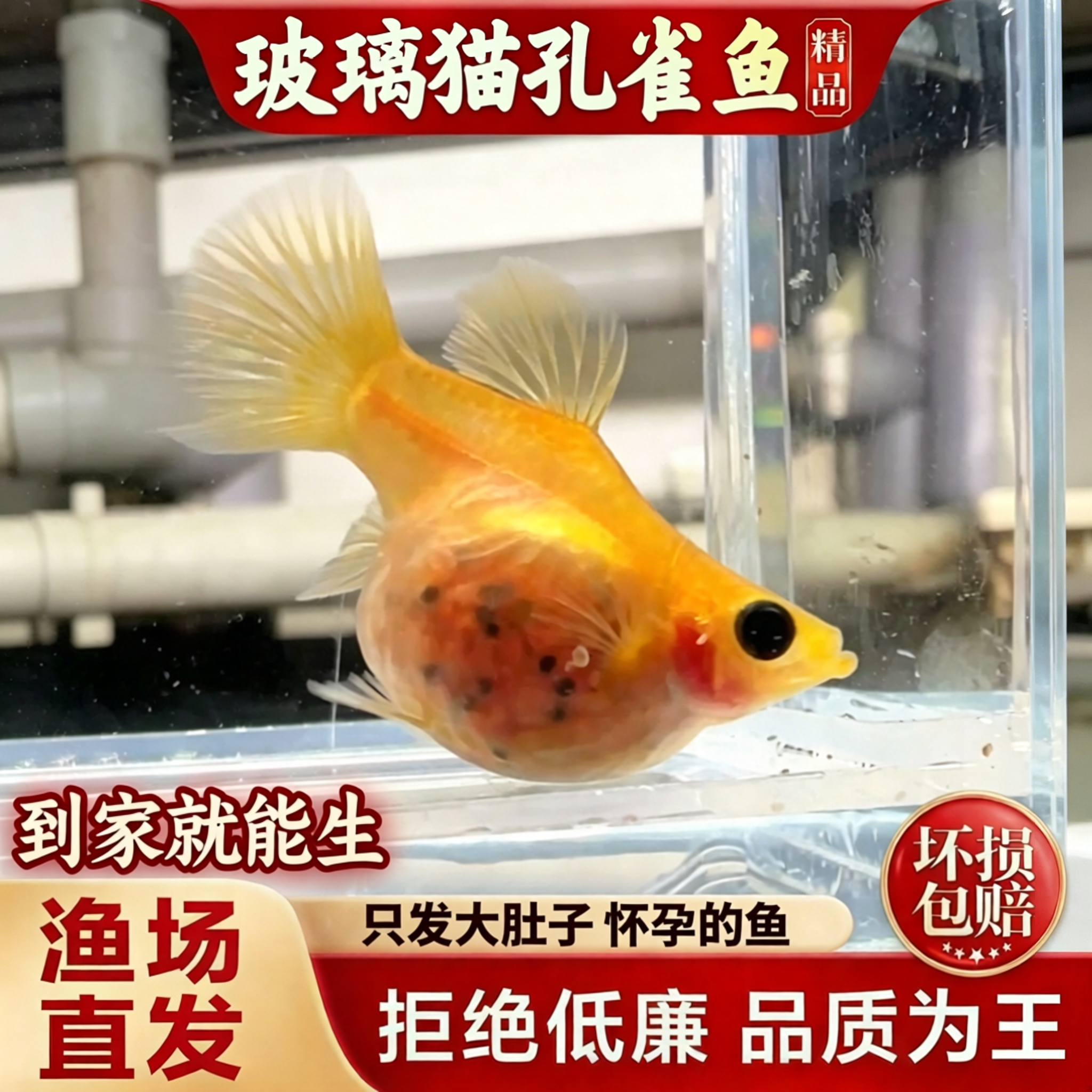 进口黄金玻璃猫孔雀鱼活鱼红蕾丝黄金蓝礼服玻璃猫鱼大肚子胎生鱼