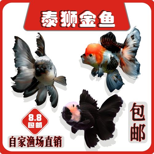 泰狮兰寿金鱼不打氧不加温冷水鱼