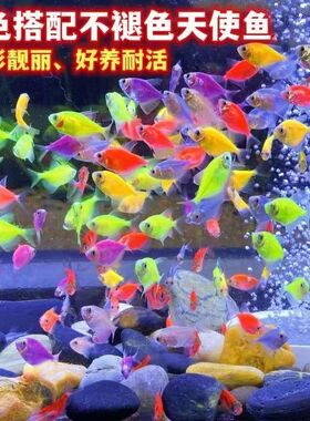 天使鱼观赏鱼活鱼群游活体斑马鱼孔雀鱼热带鱼小型鱼淡水好养耐活