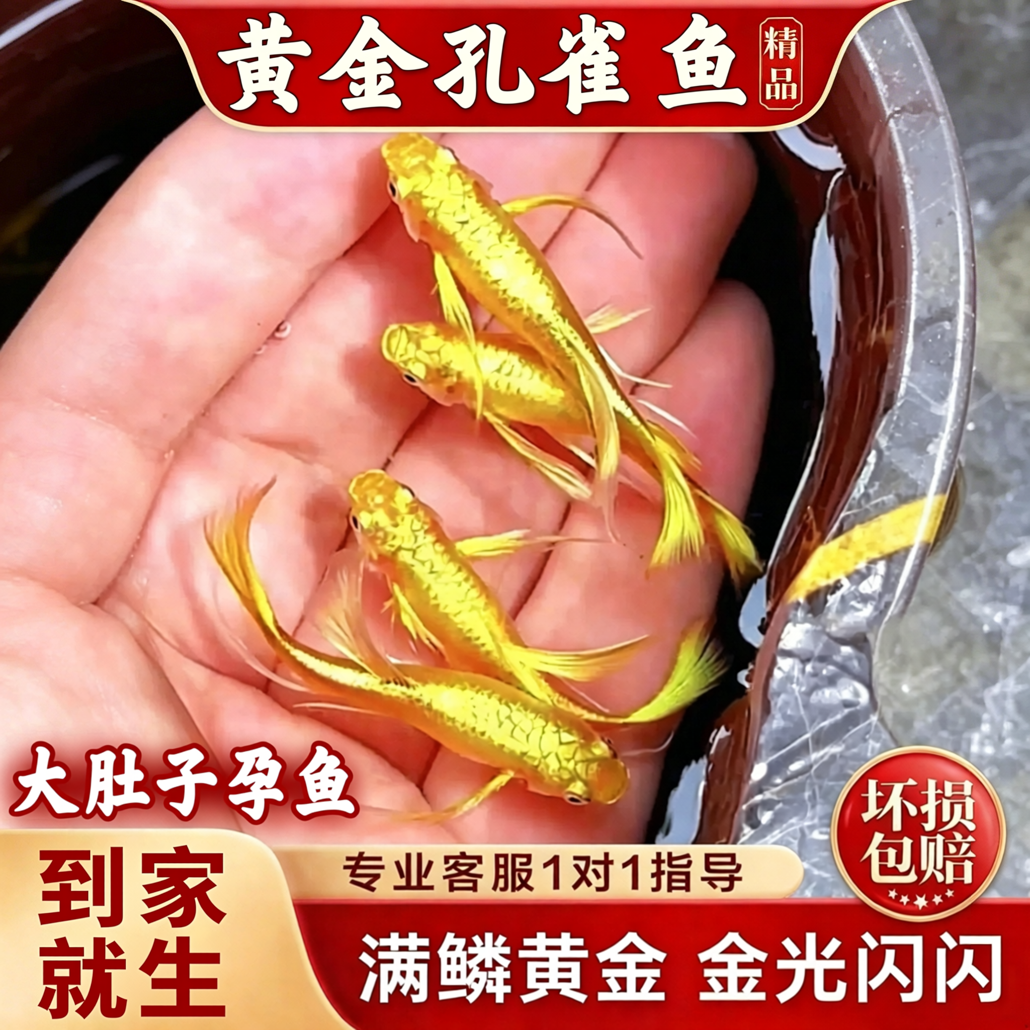 黄金孔雀鱼黄金丝带孔雀鱼观赏鱼