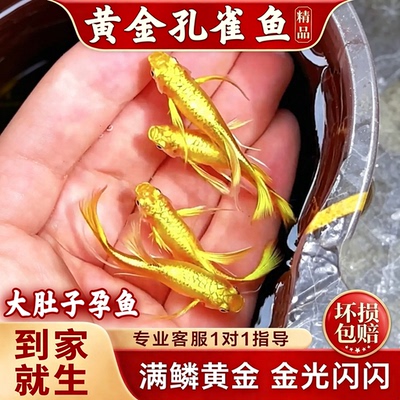 黄金孔雀鱼黄金丝带孔雀鱼观赏鱼