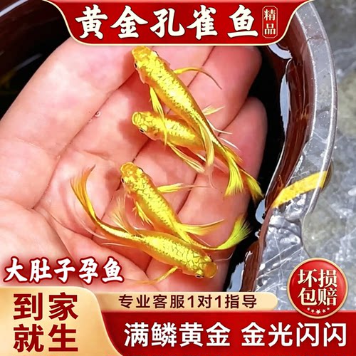黄金孔雀鱼黄金丝带孔雀鱼观赏鱼