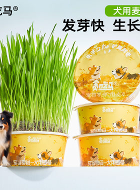 贪吃马狗草犬用麦草狗狗专用草狗零食狗狗用品懒人无土狗草