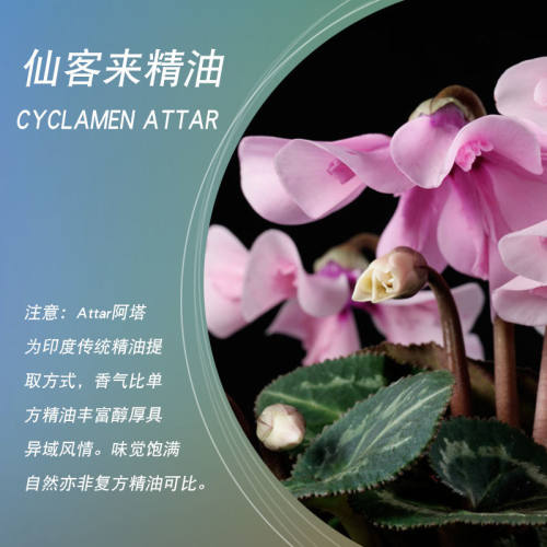 柔续®印度attar仙客来精油5ml芳疗精油单方精油美容院spa会所