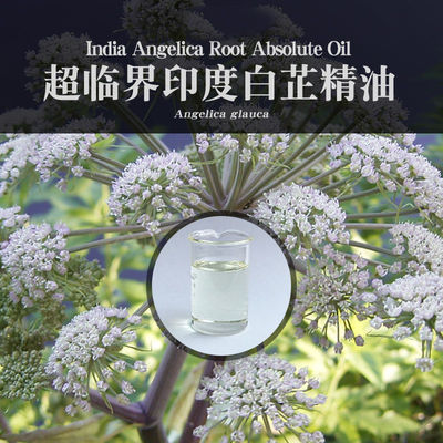 柔续®【印度】白芷精油5ml超临界萃取CO2天然芳疗植物精油香薰
