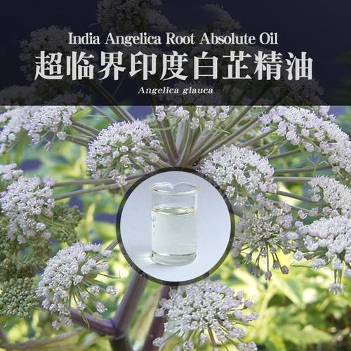 柔续®【印度】白芷精油5ml超临界萃取CO2天然芳疗植物精油香薰