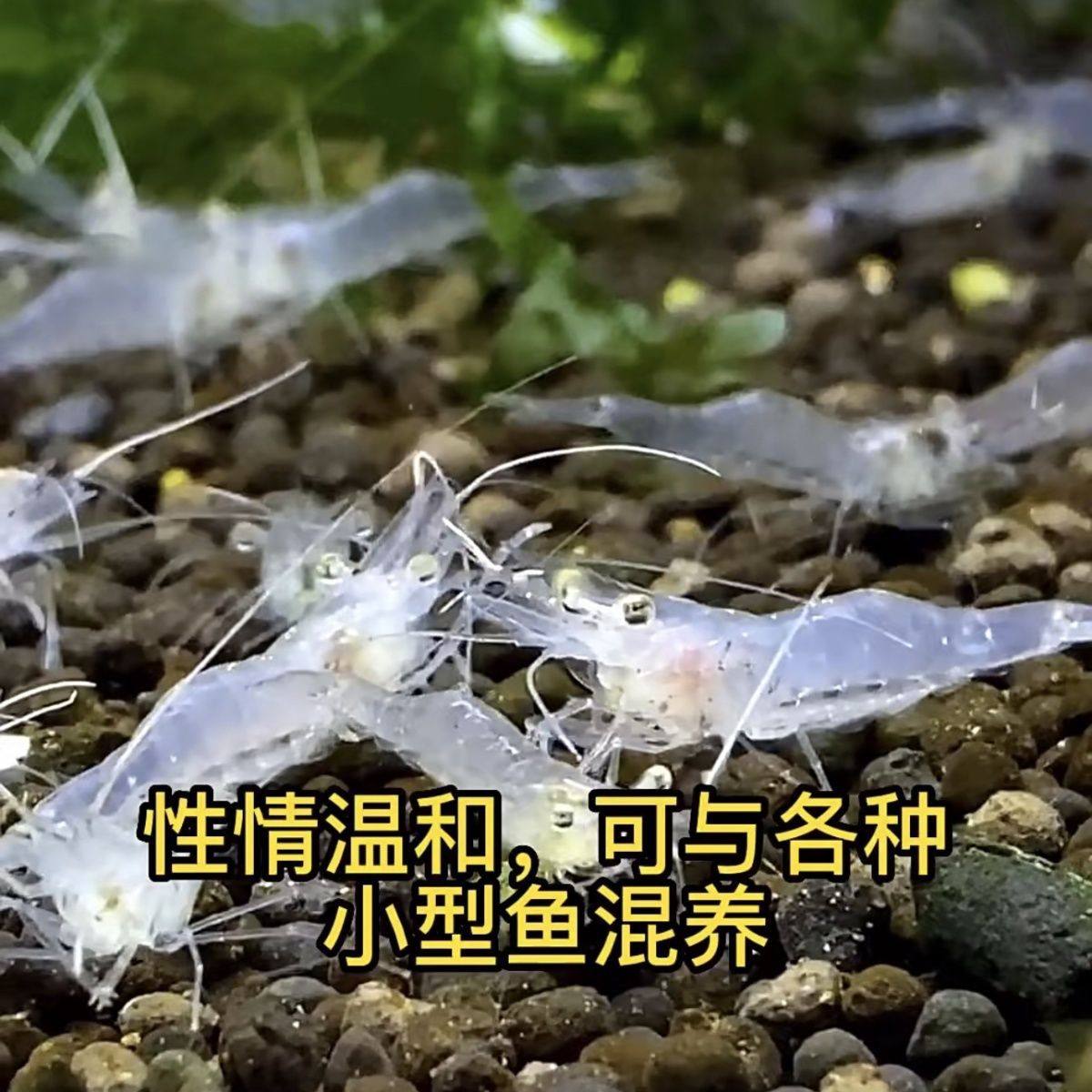 冷水草缸清洁除藻水晶秀丽白虾包邮包话鲜活珊瑚观赏虾蓝色