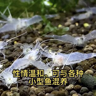 冷水草缸清洁除藻水晶秀丽白虾包邮包话鲜活珊瑚观赏虾蓝色