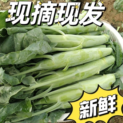 广东芥兰时令蔬菜大芥蓝农家自种