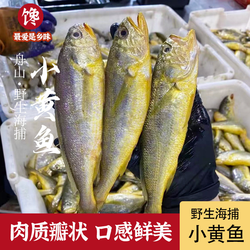 舟山野生小黄鱼 鲜活急速锁鲜冷冻 深海无冰海鲜水产小大号黄花鱼