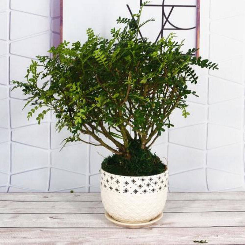 当年新采清香木种子现采现播青香木种籽冷库储存清香木树种子包邮