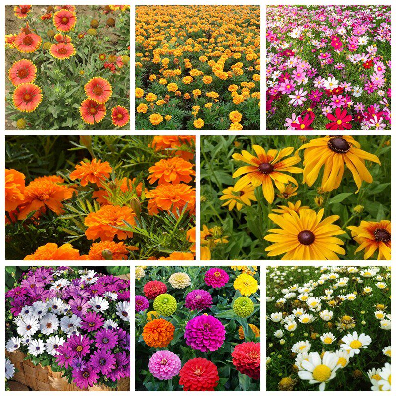 波斯菊花种子花海万寿菊金鸡菊天人菊非洲菊雏菊矢车菊白晶菊花籽