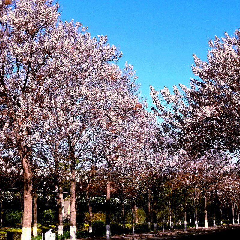 桐种子 泡桐树种子 白花泡桐种子 兰考泡桐树种子