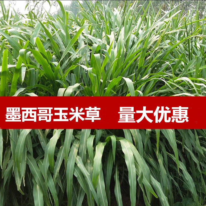 墨西哥玉米草种子阔叶大刍草畜禽牧草籽猪牛羊鸡鸭鹅鱼兔包邮