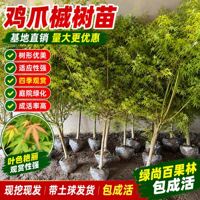 小叶鸡爪槭盆景苗庭院阳台绿化