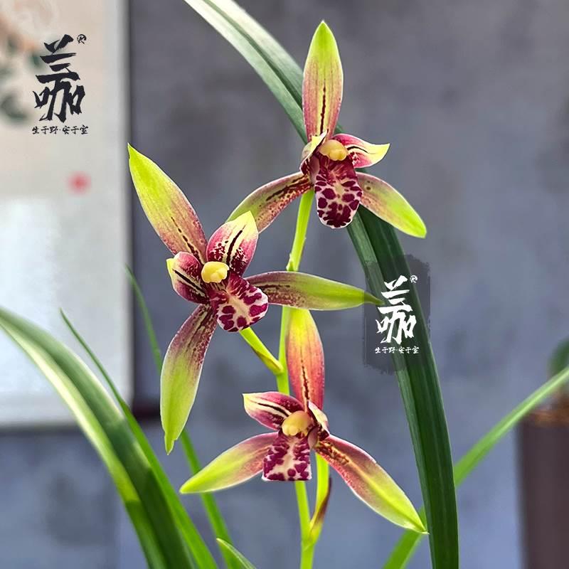 翁源兰花四季建兰小国魂好养活兰草浓香型逸红双娇带花盆绿植花卉