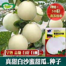 白沙蜜甜瓜种子冰糖甜瓜种籽香瓜种子春夏秋冬四季阳台盆栽蔬菜孑