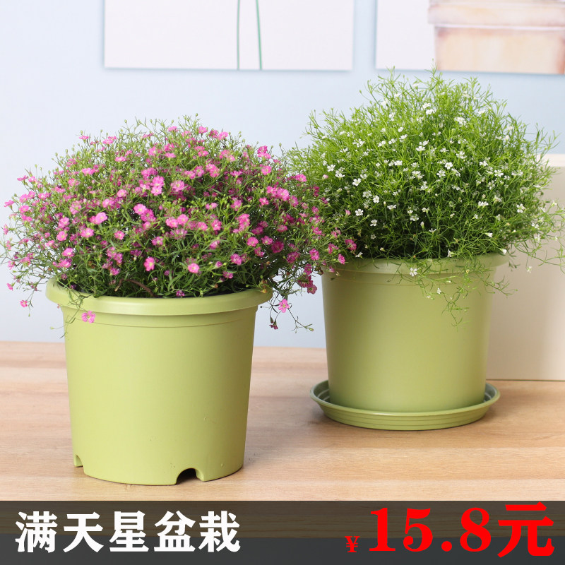 满天星盆栽 室内阳台庭院好养花卉植物盆栽四季开花不断带花苞